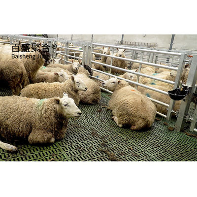 Sliding Door and Roller Door Design Q345 Metal Frame Goat/Sheep House for Cow/Cattle Farm (Nhà dê/Con cừu cho trang trại bò và bò)