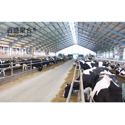 Nhà bò / chuồng bò nặng được thiết kế hiệu quả với hình dạng C.Z