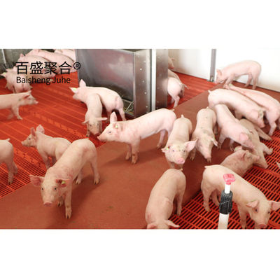 Cấu trúc thép chế biến sẵn tùy chỉnh Nhà máy nông nghiệp cho nhà chứa lợn và chuồng bò