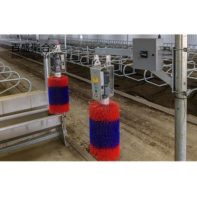 Cửa sổ hợp kim nhôm và Q345 Prefab Steel Cow Farm Building cho nhà bò sữa