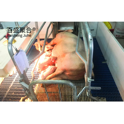 Nông nghiệp thép mua các thiết bị trang trại kiểm soát gia cầm để trang trại lợn thương mại ở Ấn Độ