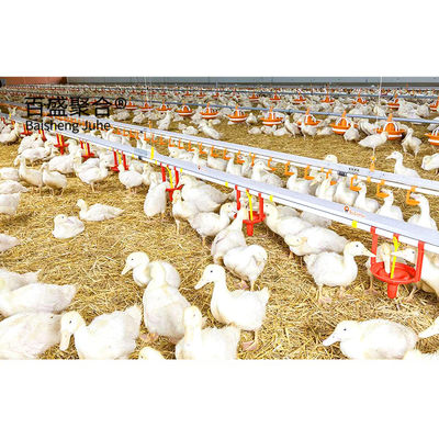 Thép Light Frame Broiler Chiên nhà với sandwich Panel mái nhà và màu sắc tùy chỉnh