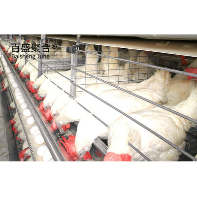 Sản xuất thép Sản xuất gia súc gia súc gia súc được chế tạo sẵn Xây dựng với lồng gà và chuồng kim loại