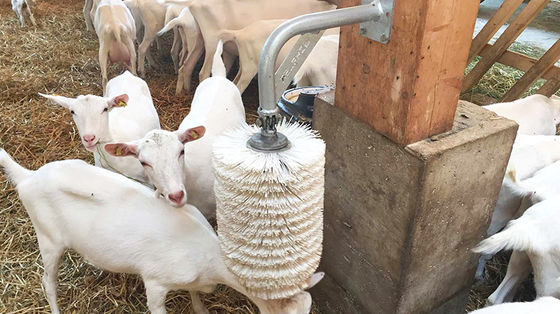 Có thể tùy chỉnh nhanh chóng xây dựng lều lợn với cấu trúc thép và cửa sổ hợp kim nhôm