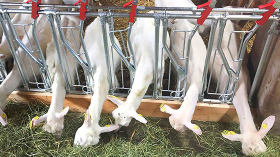 Có thể tùy chỉnh nhanh chóng xây dựng lều lợn với cấu trúc thép và cửa sổ hợp kim nhôm